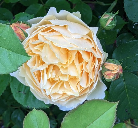 graham thomas